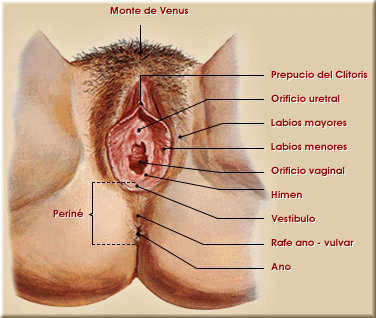 genitales femeninos
